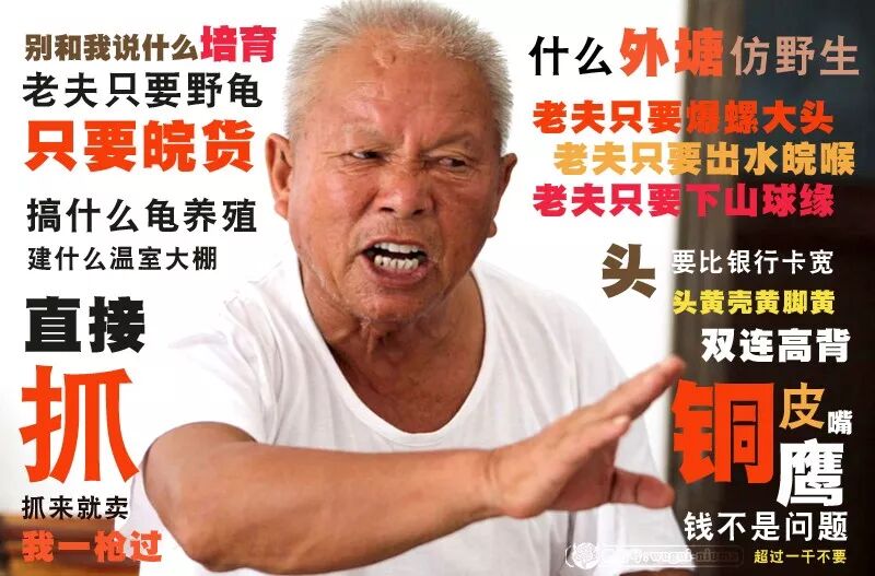 火焰龟多大才会下蛋_火焰龟多大可以发色_火焰龟能长多大