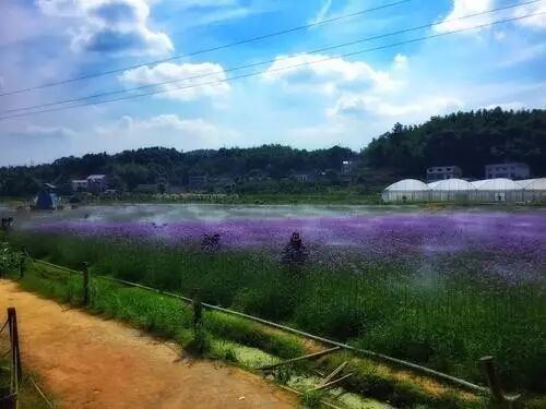 国庆当天,白关"花田半"开园,晚报微信同步直播,带您看"百亩花海"
