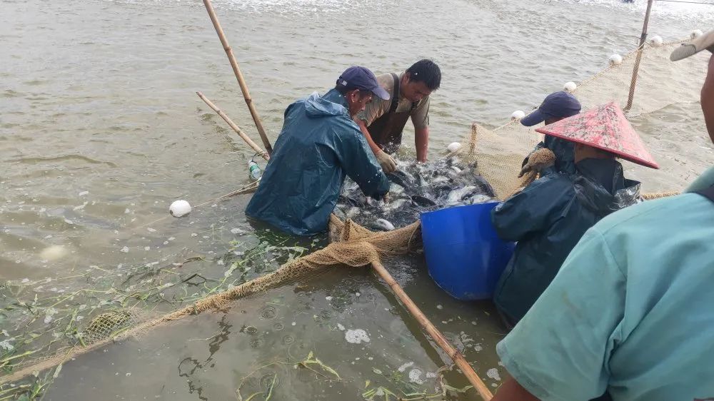 致富栏目在哪个电视台_致富栏目养石蹦_致富经栏目