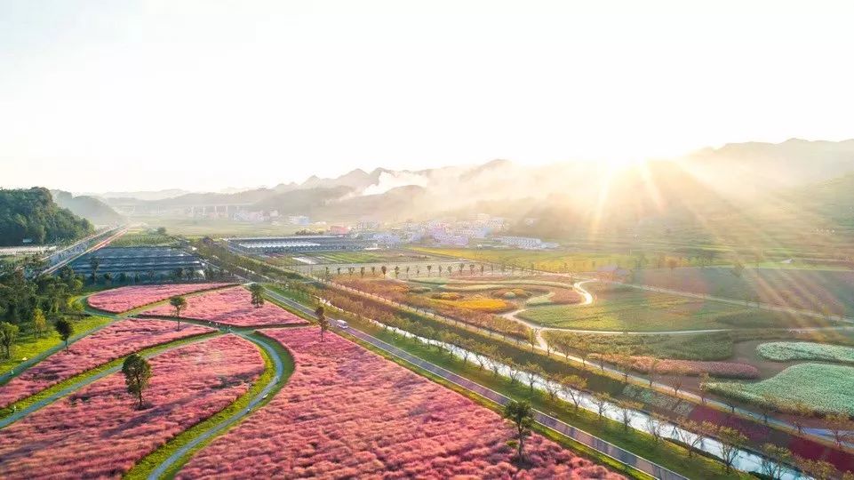 粉了！整整4500㎡的粉黛花田，就在成都隔壁！ 旅遊 第5張