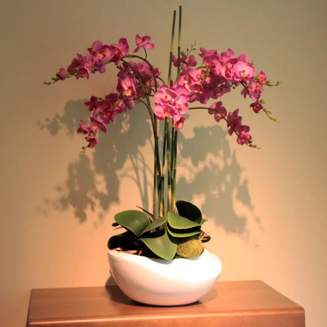 这8种“高颜值花”，新年家里一定要养一盆！