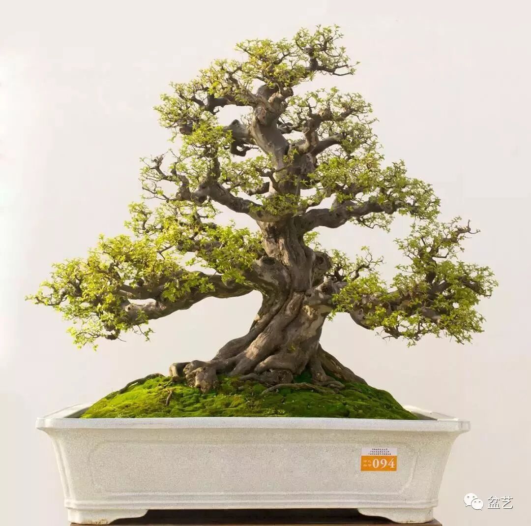 盆景美不美就看这几点…