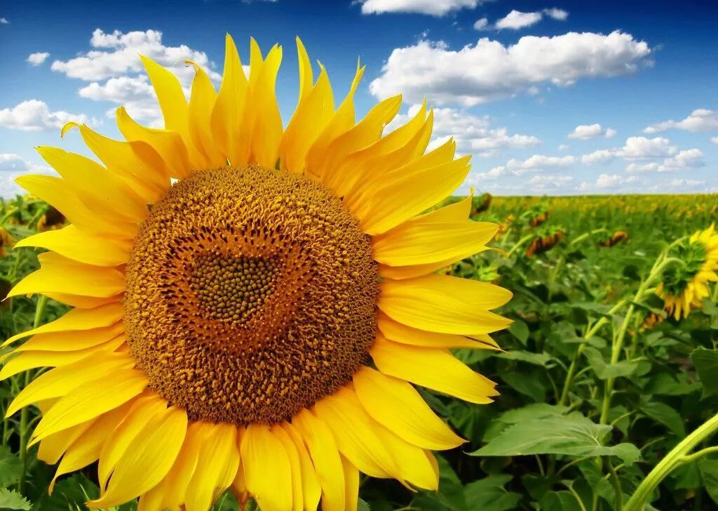 生日花系列 8月24日向日葵 西溪花朝节 微信公众号文章阅读 Wemp