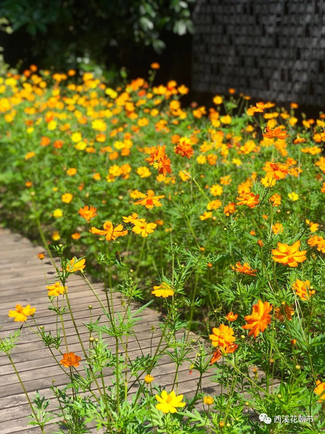 绿堤夏花不断 波斯菊 硫华菊花海浪漫上线 西溪花朝节 微信公众号文章阅读 Wemp