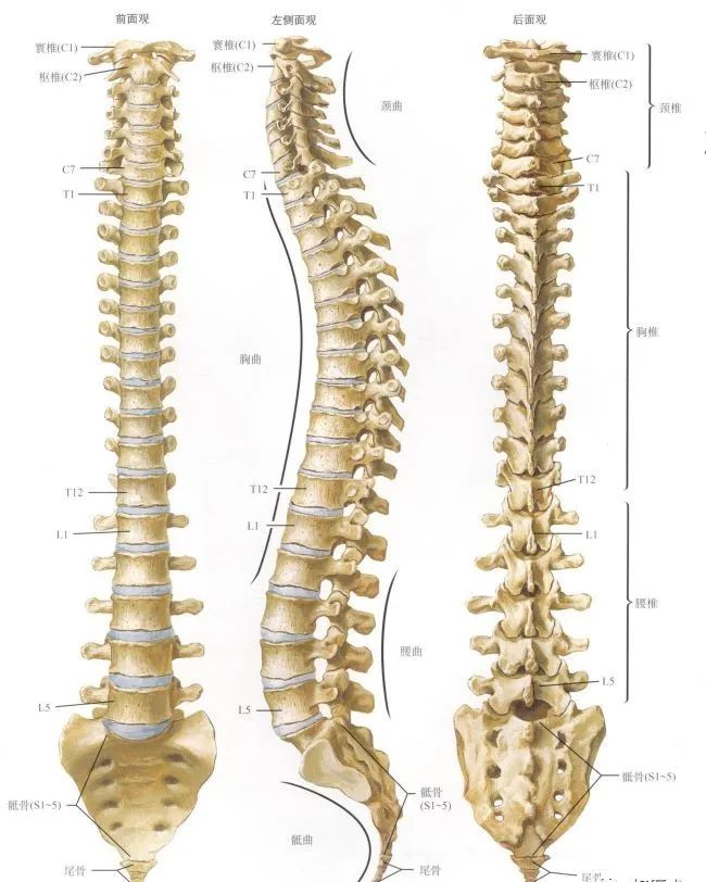 脊柱骨折的分型、诊断与治疗