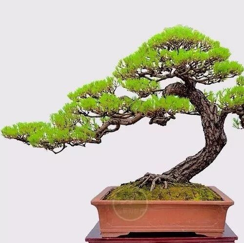 【花园管家】浅谈马尾松盆景裁剪