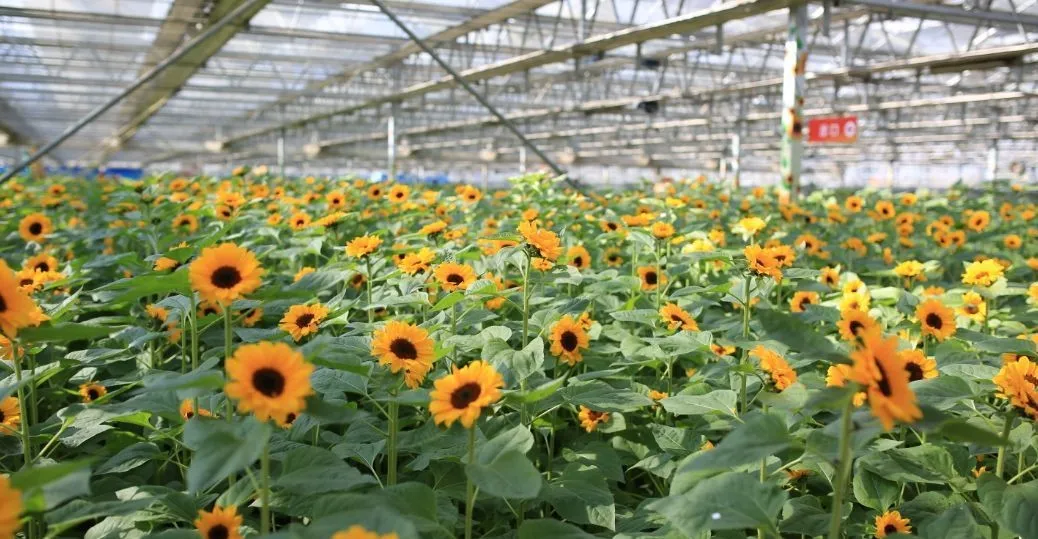 乡村振兴局成立大半年了!乡村振兴的重大突破领域在这里