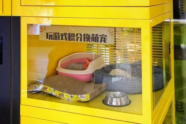上海宠物猫专卖店_上海宠物店洗猫多少钱_宠物店给猫配种吗？