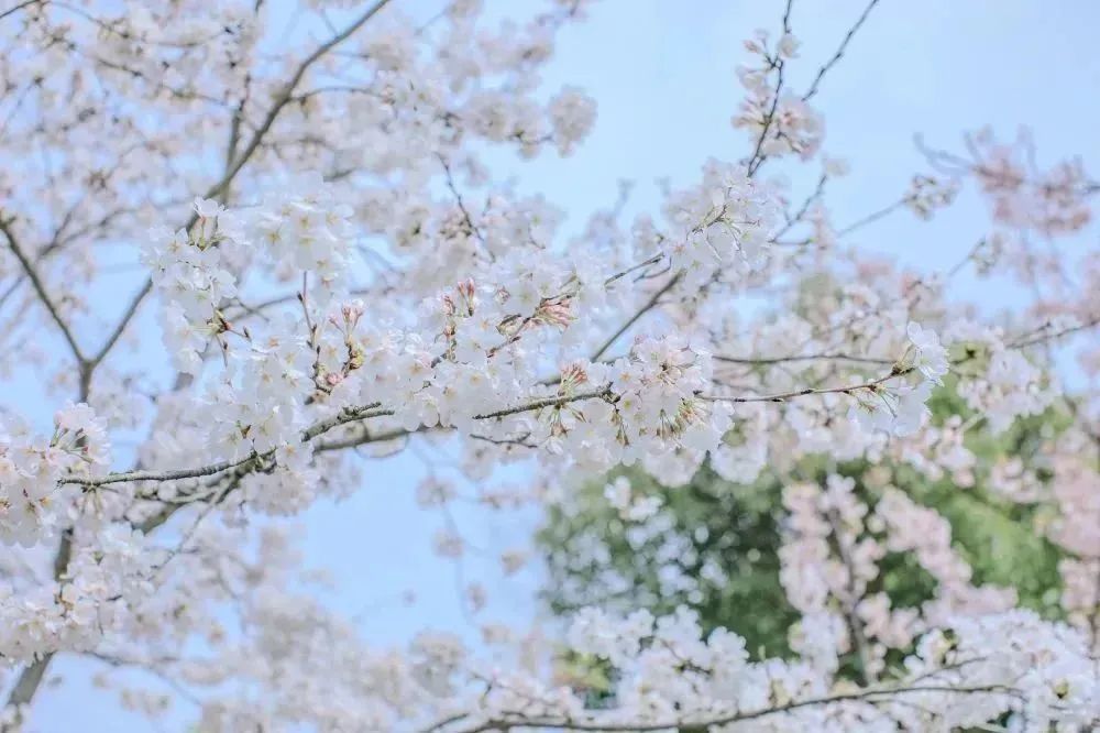 一朵樱花照片真实图片图片