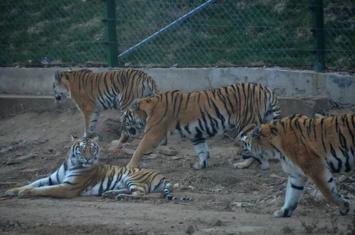 【沈阳怪坡/怪坡虎园】门票价格：怪坡32元/虎园70元/怪坡+虎园83元，至少提前一天！