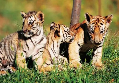 【沈阳怪坡/怪坡虎园】门票价格：怪坡32元/虎园70元/怪坡+虎园83元，至少提前一天！