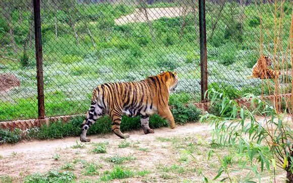 【沈阳怪坡/怪坡虎园】门票价格：怪坡32元/虎园70元/怪坡+虎园83元，至少提前一天！