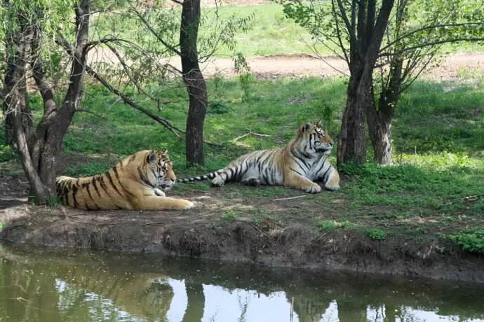 【沈阳怪坡/怪坡虎园】门票价格：怪坡32元/虎园70元/怪坡+虎园83元，至少提前一天！