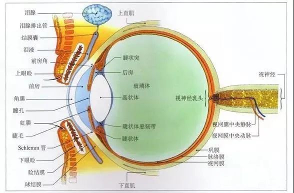 虹膜隐窝位置图片