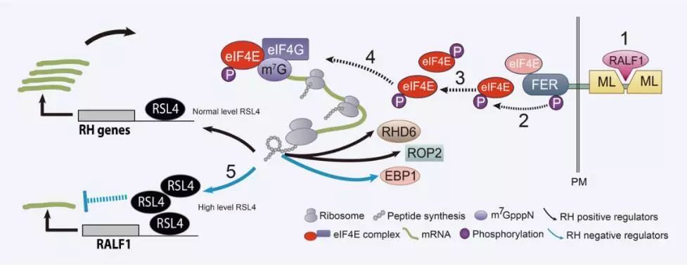 Mp 湖南大学于峰组揭示ralf1小肽调节根毛细胞极性生长的机制 Iplants 微信公众号文章阅读 Wemp