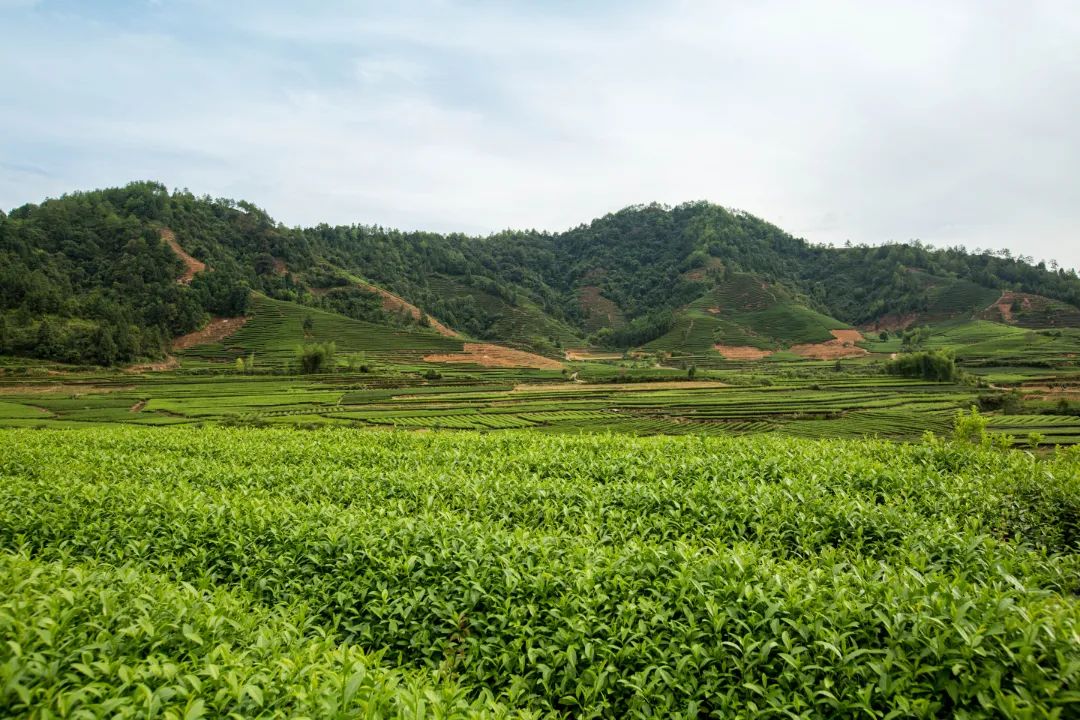 武夷山茶园.jpg 图片