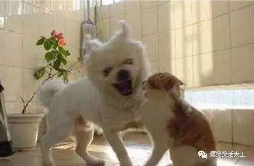 笑话：小狗鼓起勇气问小猫······