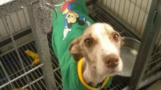 笑话：如果狗能说话，它们最常说的一句话会是……