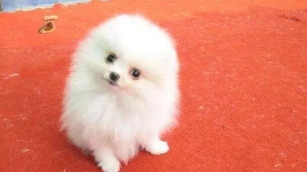 笑话：爱一个人要花很久的时间，但是爱一条狗只需……