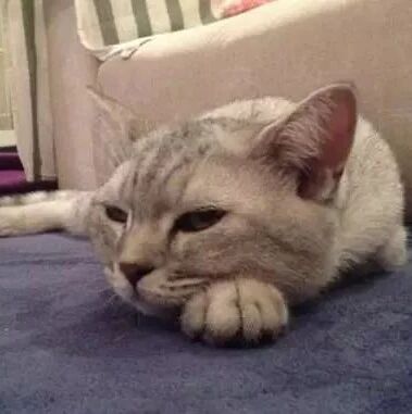 笑话：养猫久了，它叫一声就知道它想干嘛？