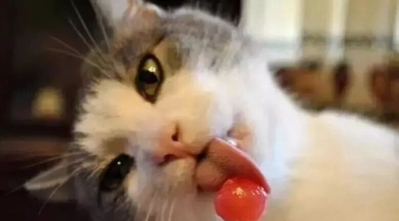 笑话：在站牌等公交车，边吃棒棒糖边玩手机，一小萝莉对我说……