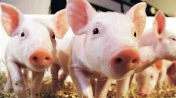 笑话：我想你已经赶上了三分之一的诸葛亮了……