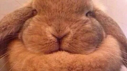 笑话：用两只手托下巴的人一般都有……