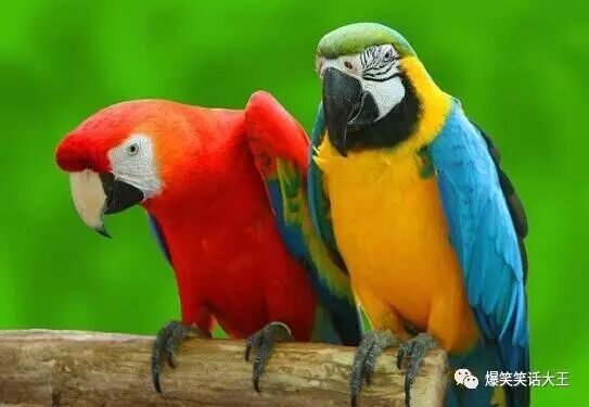 笑话：下午逛街，在一家店门口有只八哥可不得了……