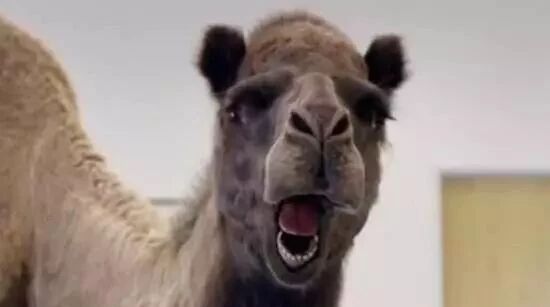 笑话：下午约了人，午睡过要迟到了，着急出门结果……