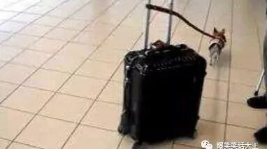 笑话：给旅行箱套罩子的，和给电视机套罩子没啥区别……