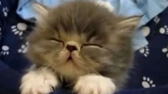 笑话：除了睡觉的时候不想睡觉，其他时间都想睡觉