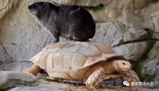 笑话：有个大善人捉到一只乌龟，想吃，但又……