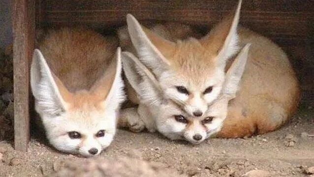 笑话：如果我是狐狸你是猎人，你会追我吗？