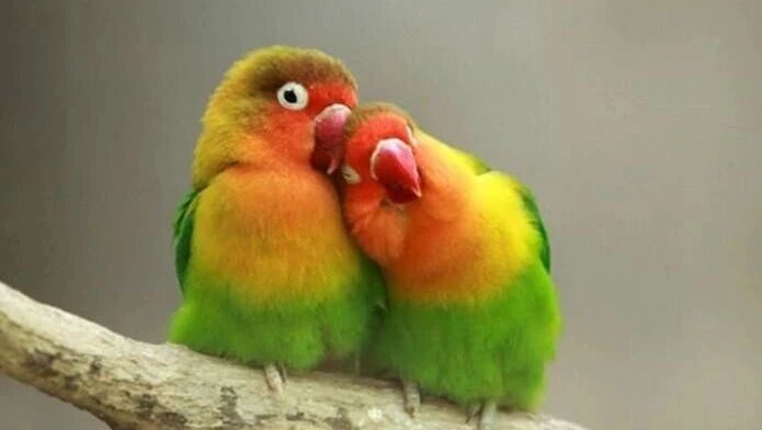 笑话：生活把我逼得像个汉子，如何叫我再去小鸟依人？