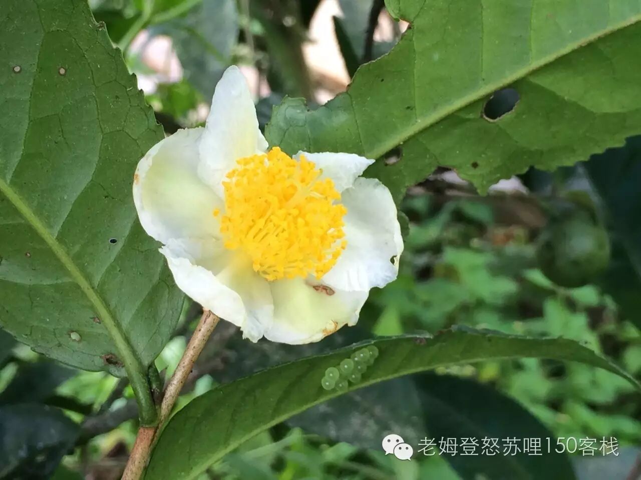 茶的故事谷花飘香老姆登谷花茶开采中
