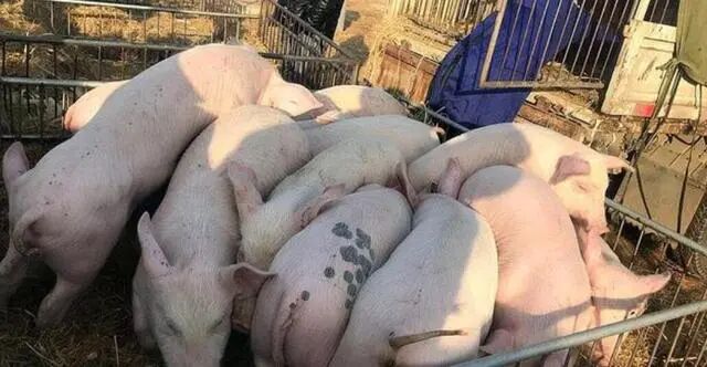 农村小本创业项目有哪些_农村创业项目排行榜_农村有向好创业项目