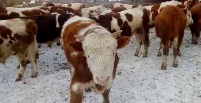 农村小本创业项目有哪些_农村创业项目排行榜_农村有向好创业项目