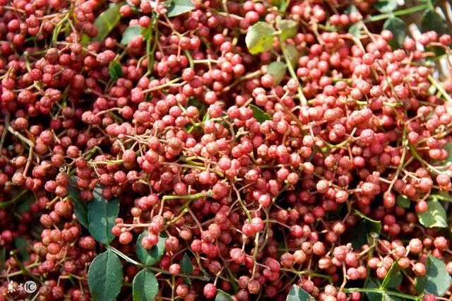 农村养殖种植业致富项目_种植养殖创业新项目_种植创业项目