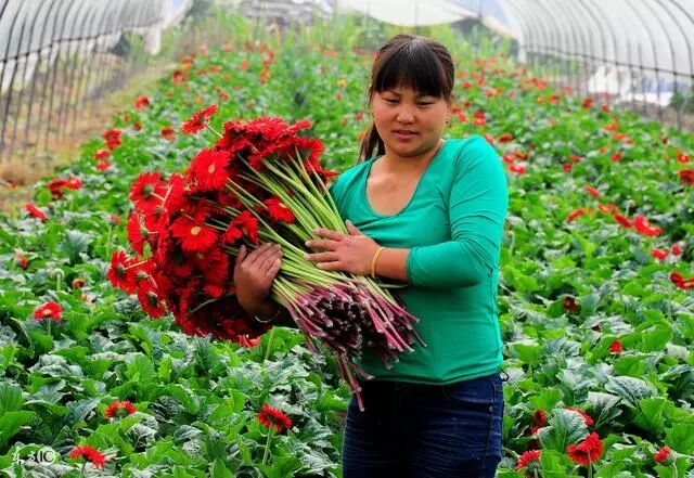 种植创业项目_农村养殖种植业致富项目_种植养殖创业新项目