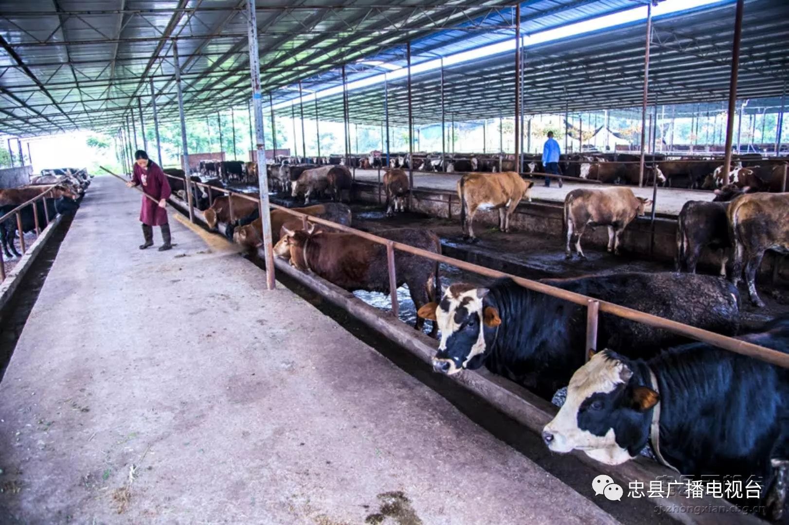 拔山鎮會豐肉牛養殖基地