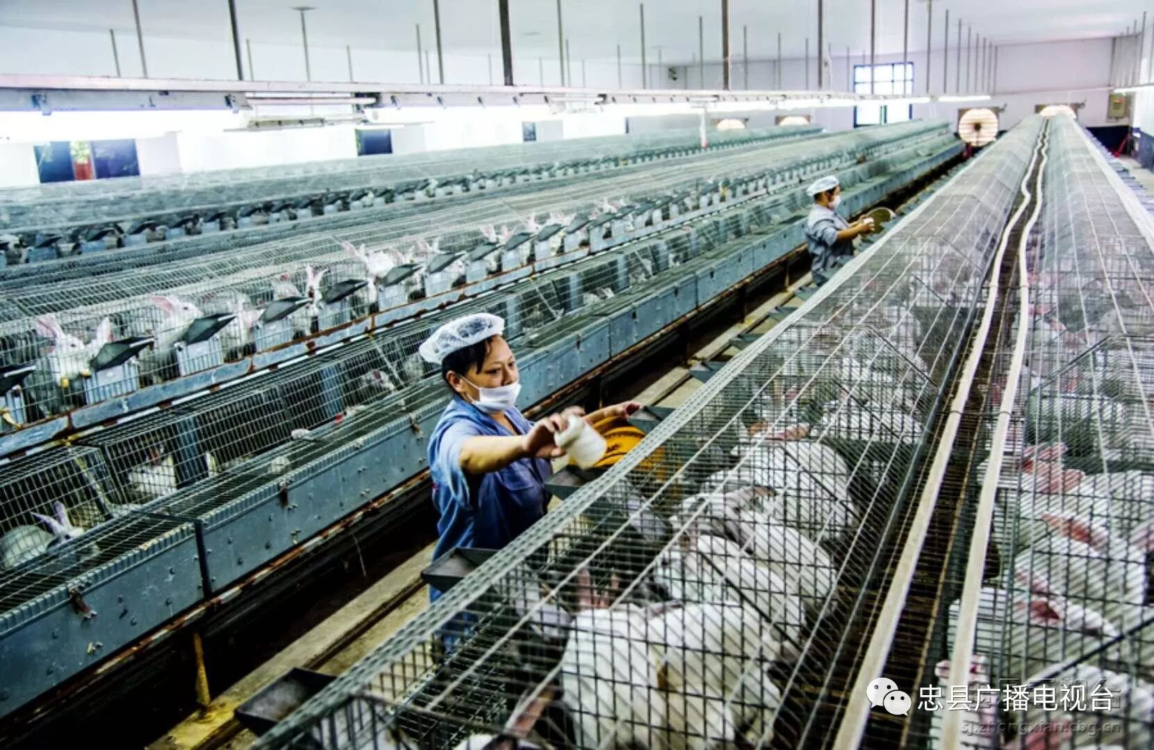 【回眸2017】忠县养殖业向"规模化 标准化 专业化"发展