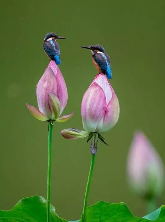 百鸟争鸣祝你天天好心情