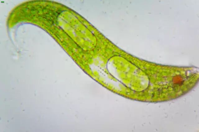 西南大学解开微孢子虫感染之谜系全球首次发现