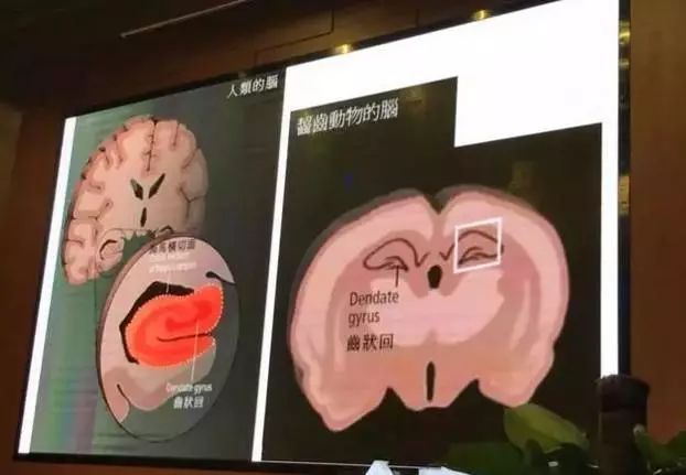 著名腦科學家: 激活孩子大腦最好的三個方法: 運動、閱讀和遊戲！ 親子 第6張