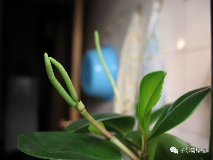 碧玉花开花吗？碧玉开花怎么办