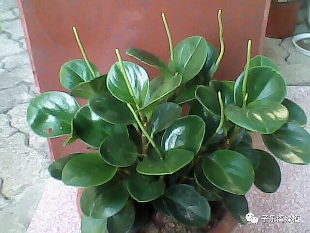 碧玉花开花吗？碧玉开花怎么办