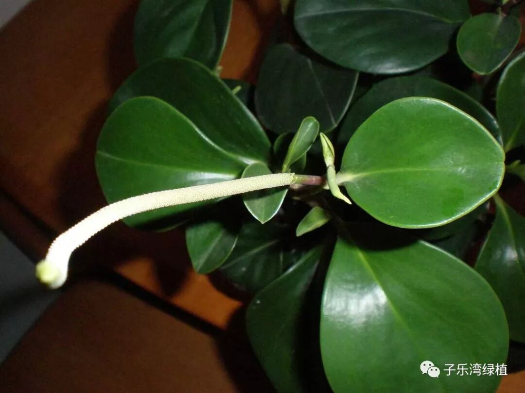 碧玉花开花吗？碧玉开花怎么办