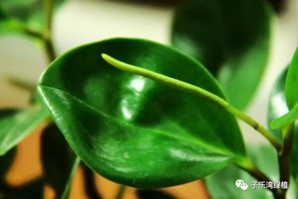 碧玉花开花吗？碧玉开花怎么办