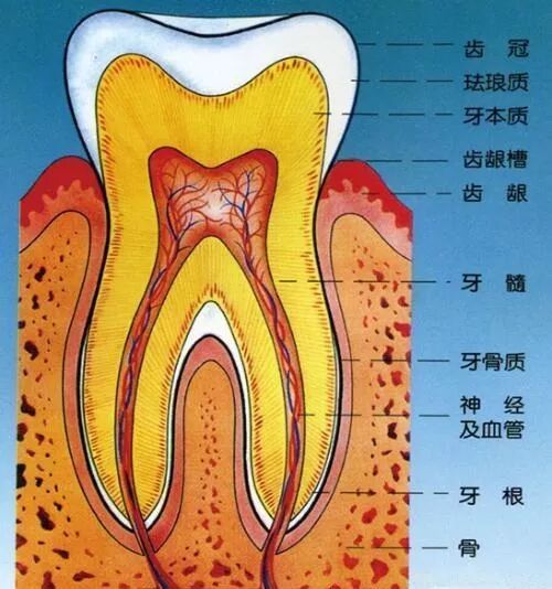 珐琅质 简书