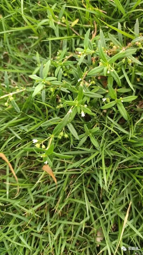 消炎良药蛇舌草特别适合小孩子哦